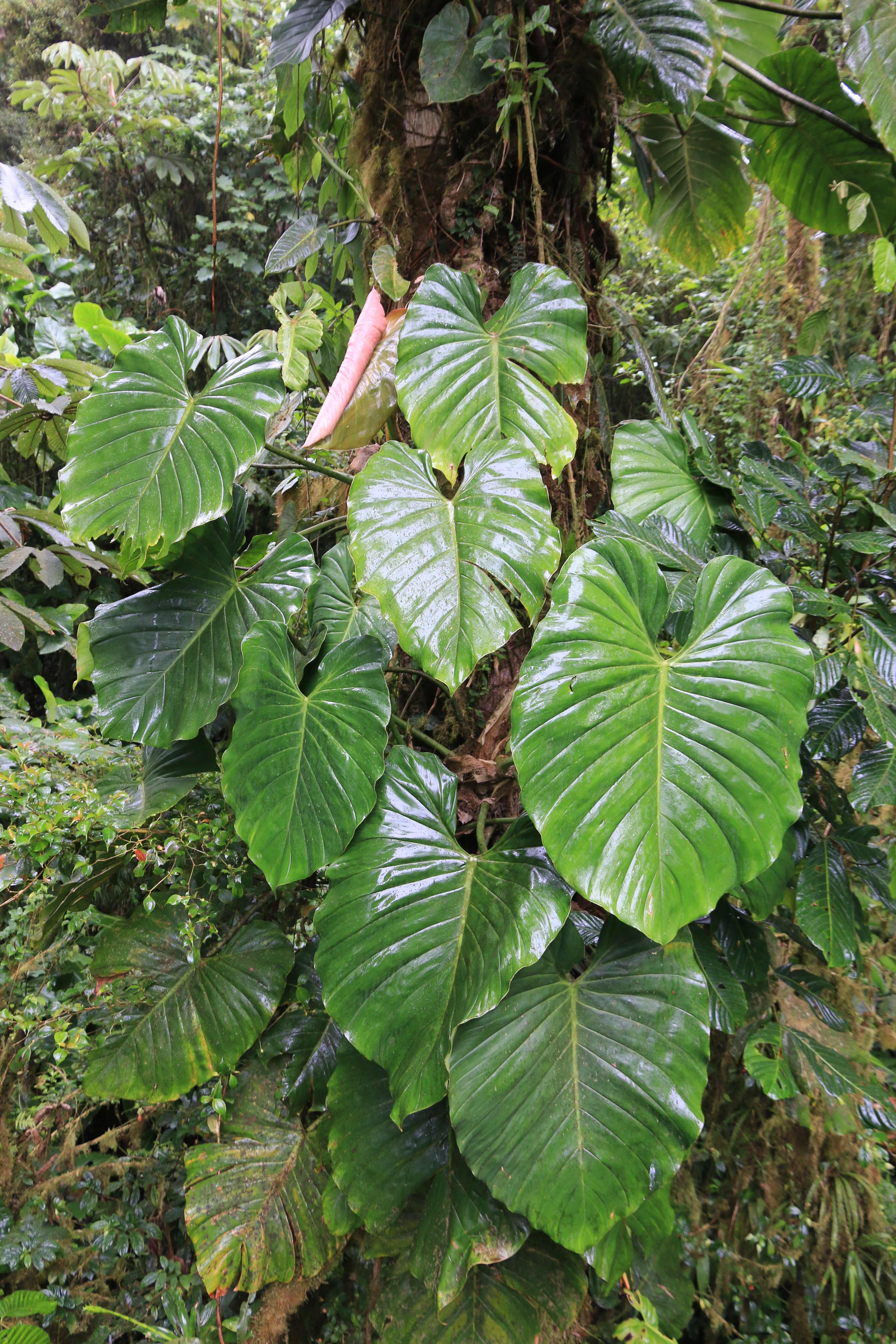 Costa Rica